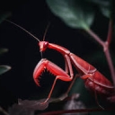تصویر Red Mantis