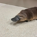 تصویر Platypus P