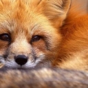 تصویر مستر fox