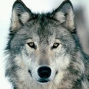 تصویر old wolf