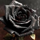 تصویر Black Rose