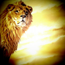 تصویر habib lion king