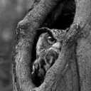 تصویر hermit owl