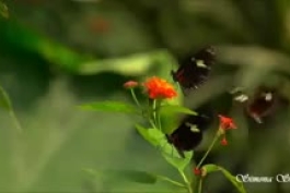 موسیقی بی کلام آرامش بخش