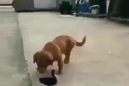😂😂 یا خدا سگ بیچاره !