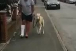 همدردی یک سگ بخاطر پای صدمه دیده صاحبش + ویدیو