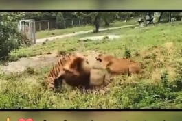 لوکاکو نیوز تقدیم میکند ✊✊✊✊ : نبرد جذاب سلطان بیشه زار  شیر و سلطان جنگل  ببر ✊✊ شیر ها اگه سه تا نبودن کار شیر نر تموم بود دیگه ..شیر اگه یال نداشته باشه در حد پلنگ هم نیست 🤣🤣🤣 ر..م  دهن اونیکه اولین بار به شیر گفت سلطان جنگل 🤣🤣✊✊