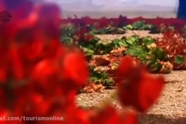بزرگترین دشت ریواس ایران، مخملی سرخ بر دامان شهر بابک (اردشیربابکان) در استان کرمان