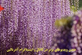   شکوفه های فوق العاده زیبای ویستریا/باغ .کاواچی. فوجی _ ژاپن🇯🇵🌺🌺🌺