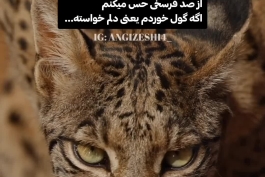 🌘یعنی دلم خواسته...(: