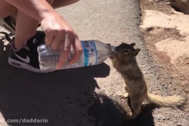 آب دادن یک انسان مهربان به سنجاب تشنه در هوای بسیار گرم🐿❤