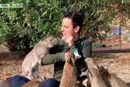 بازدید از جزیره خرگوش ها در ژاپن