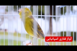 زیباترین صدای پرندگان خوش الحان