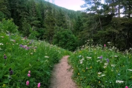 خودم را در حال قدم زدن در میان گلها تصور کردم 💚💜💖