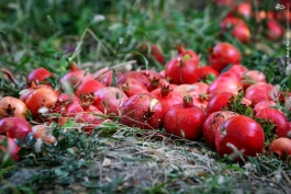 برداشت انار از باغات روستای چشمه علی از توابع استان قم