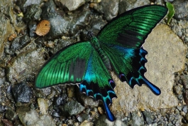 دنیای متحول و شگفت انگیز پروانه ها