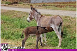 همنشینی با طبیعت، همقدم با مردم روستای کتک [عکس]