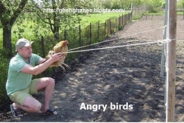 خخخخخخ angry birds واقعی