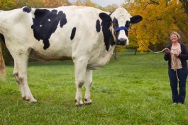 The World's Biggest Cow