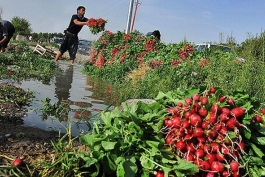 فاضلاب جنوب تهران، آلوده‌ترین آب دنیاست