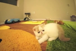 شیرین بازی بچه گربه جلوی دوربین