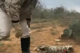 نجات گربه وحشی از تله شکارچیان