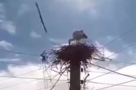 کمک مردم روستای کانی رش بوکان به لک لک ها برای ساخت لونه 😂😂😂    