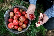 برداشت انار از باغات روستای چشمه علی از توابع استان قم