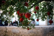 برداشت انار از باغات روستای چشمه علی از توابع استان قم