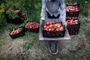 برداشت انار از باغات روستای چشمه علی از توابع استان قم