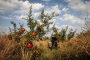 برداشت انار از باغات روستای چشمه علی از توابع استان قم