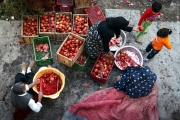 برداشت انار از باغات روستای چشمه علی از توابع استان قم