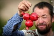 برداشت انار از باغات روستای چشمه علی از توابع استان قم