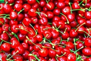 عکس: برداشت گیلاس در باغات دماوند 