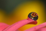 Beautiful Macro Photography