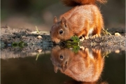 Mirrored Nature - Surreal Majestic