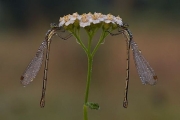 Beautiful Macro Photography