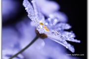 Rain on Flowers [15 Attachments]