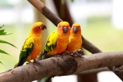 COLORFUL BIRDS