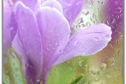 Rain on Flowers [15 Attachments]