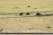 گزارش تصویری تمرین ملوان